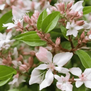 Comprar abelia gardinflora en Mallorca