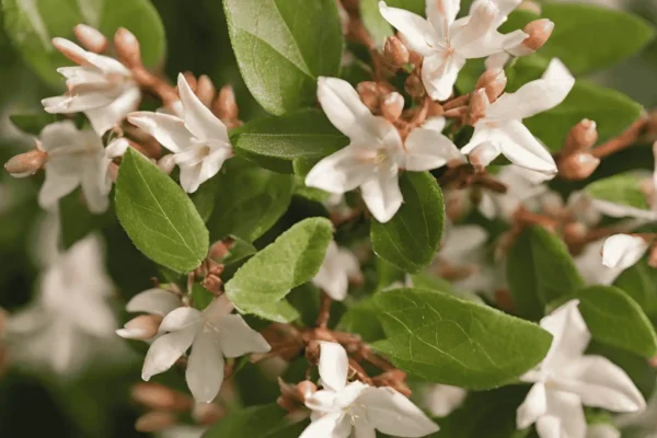 Comprar abelia gardinflora en Mallorca