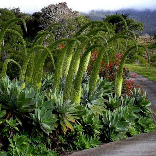 Agave Attenuata