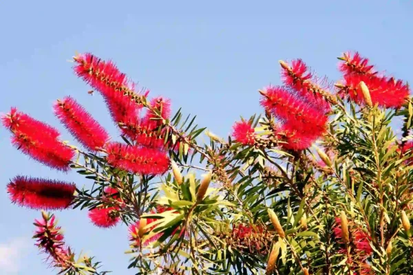 Árbol del Cepillo