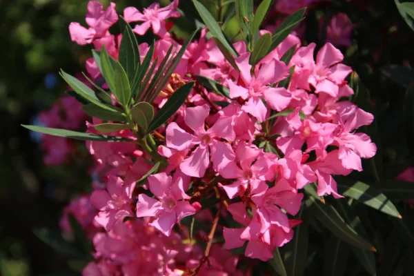 Comprar Adelfa en Mallorca (Nerium oleander) 🌸 - Imagen 4