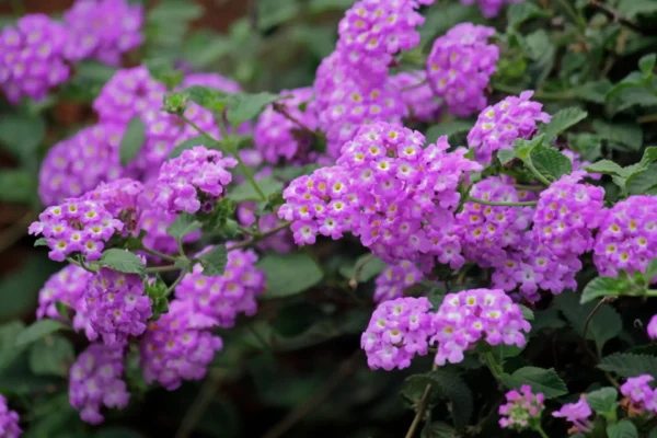 Lantana fucsia