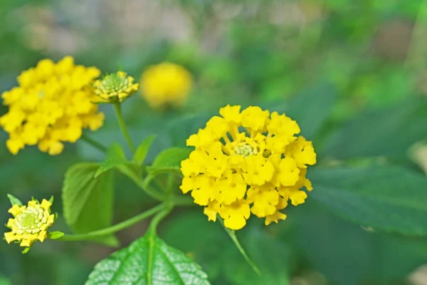 Lantana amarilla