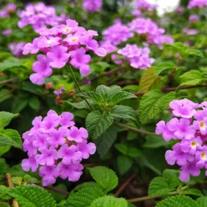 Lantana fucsia