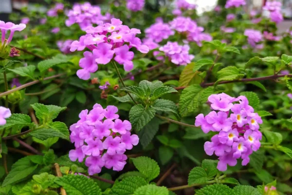 Lantana fucsia