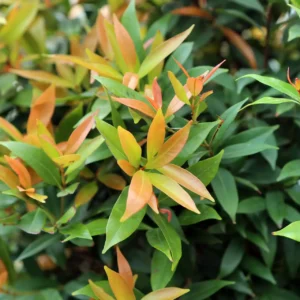 Comprar Eugenia en Mallorca