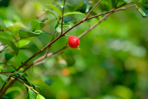 Comprar Eugenia en Mallorca
