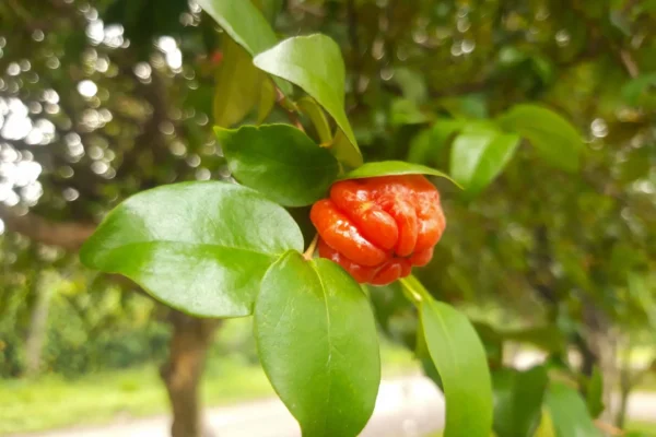 Comprar Eugenia en Mallorca