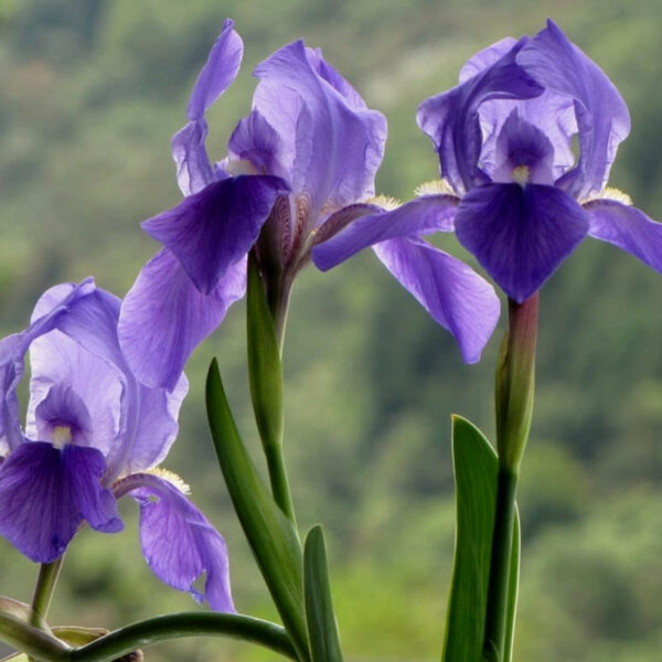 Iris Germanica