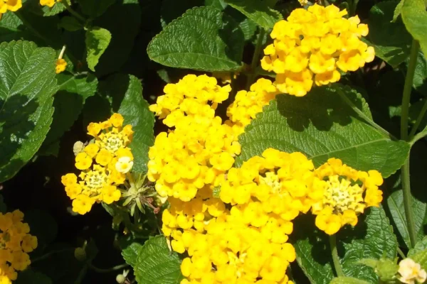 Comprar Lantana en Mallorca