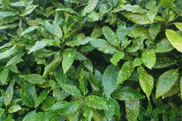 Laurel
