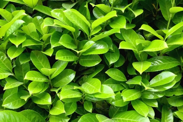 Laurel