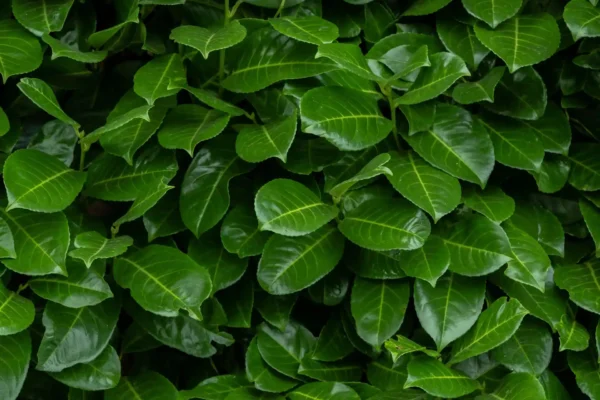 Laurel