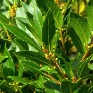 Laurel-1
