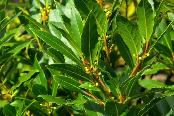 Laurel-1