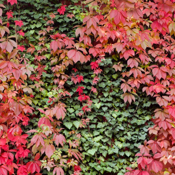 Parthenocissus Quinquefolia