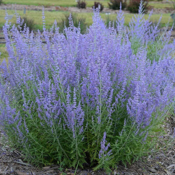 Perovskia Atriplicifolia