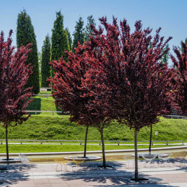 Prunus Nigra Cerasifera Pisardi