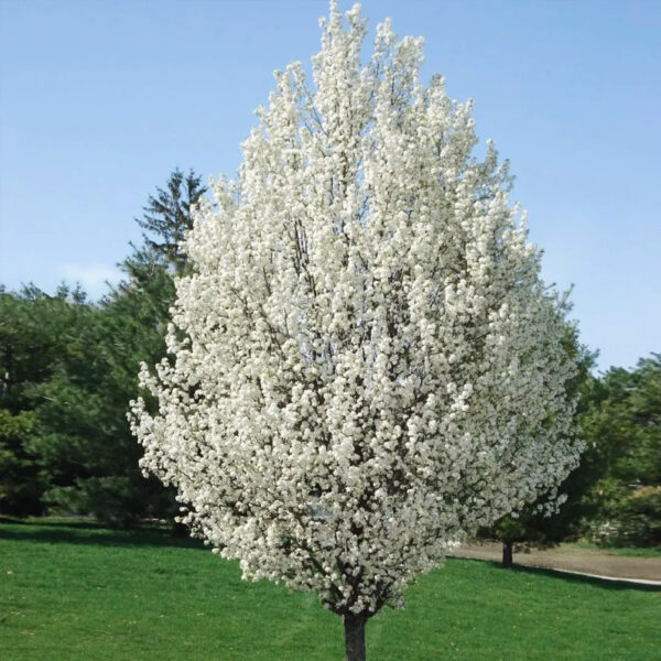 Pyrus Calleryana Chanticleer