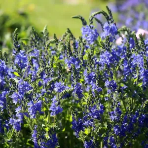 Comprar Azureum en Mallorca