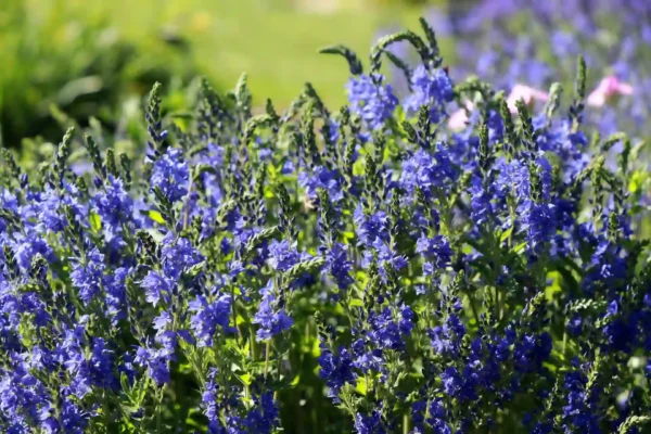 Comprar Azureum en Mallorca