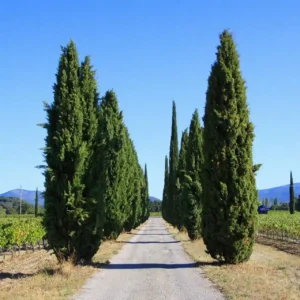 Comprar Cipres Sempervidens en Mallorca