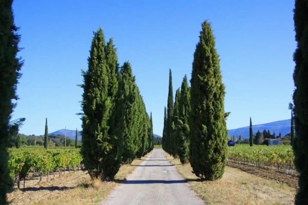 Comprar Cipres Sempervidens en Mallorca