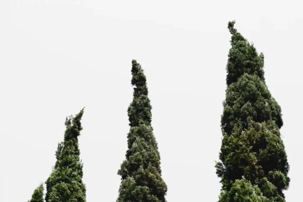 Comprar Cipres Sempervidens en Mallorca