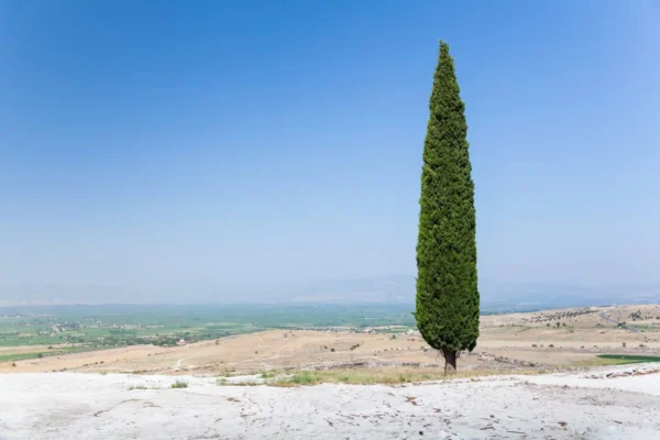 Comprar Cipres Stripta en Mallorca