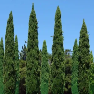 Comprar Cipres Stripta en Mallorca