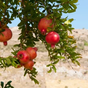 Comprar Granado en Mallorca