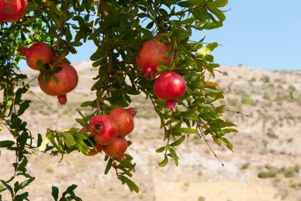 Comprar Granado en Mallorca