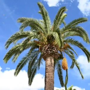 Comprar Palmera Datilera en Mallorca