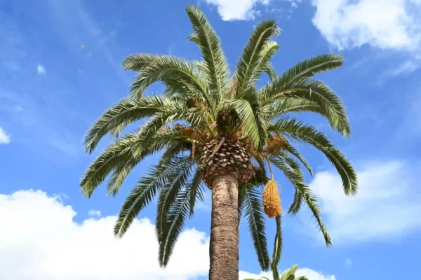 Comprar Palmera Datilera en Mallorca