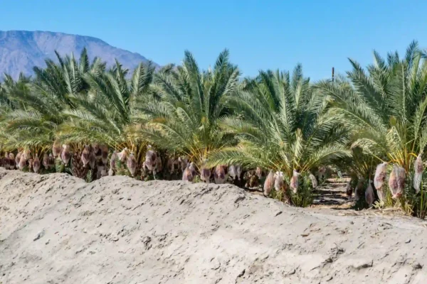 Comprar Palmera Datilera en Mallorca