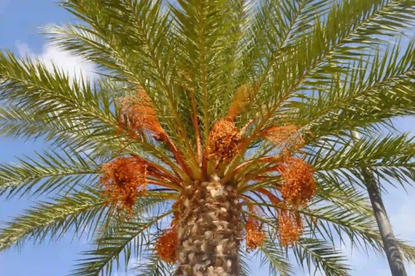 Comprar Palmera Datilera en Mallorca