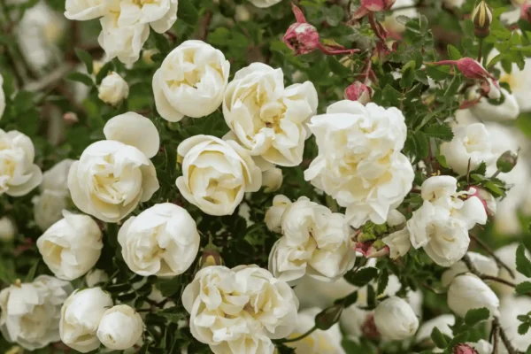 Comprar rosal en Mallorca
