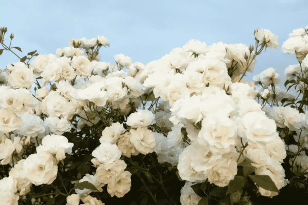 Comprar rosal en Mallorca