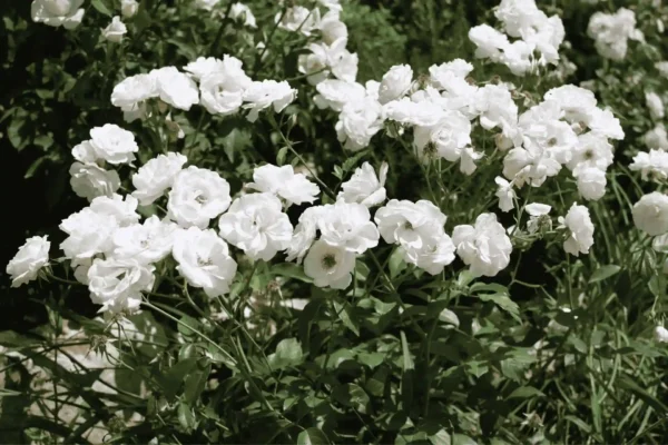 Comprar rosal en Mallorca