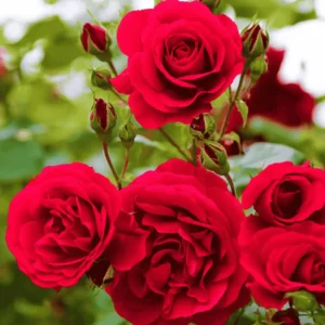 Comprar rosal en Mallorca