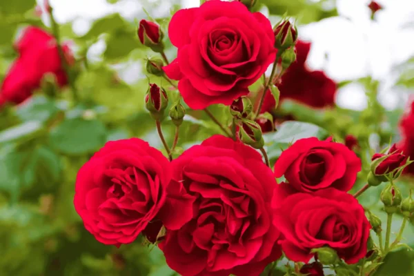 Comprar rosal en Mallorca