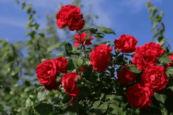 Comprar rosal en Mallorca